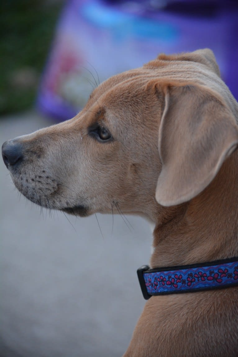 Lila, an American Pit Bull Terrier and Labrador Retriever mix tested with EmbarkVet.com