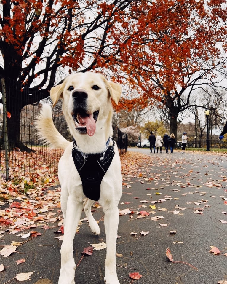 Buzz, a Labrador Retriever and Siberian Husky mix tested with EmbarkVet.com