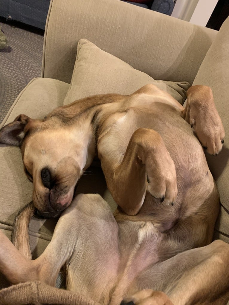 Hutch, a Cane Corso and Labrador Retriever mix tested with EmbarkVet.com