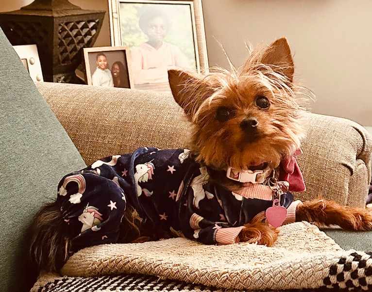 Rihanna Ri-Ri Evans, a Yorkshire Terrier tested with EmbarkVet.com