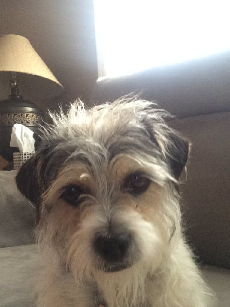 Riley, a Pekingese and Chihuahua mix tested with EmbarkVet.com