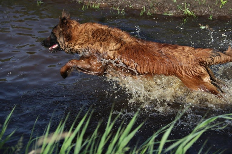 Ocean van de Zilveren Loop, a Belgian Shepherd tested with EmbarkVet.com