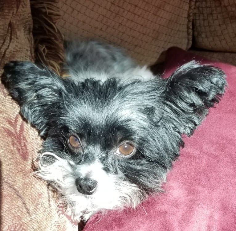 Maizie Mae Harp, a Biewer Terrier and Maltese mix tested with EmbarkVet.com