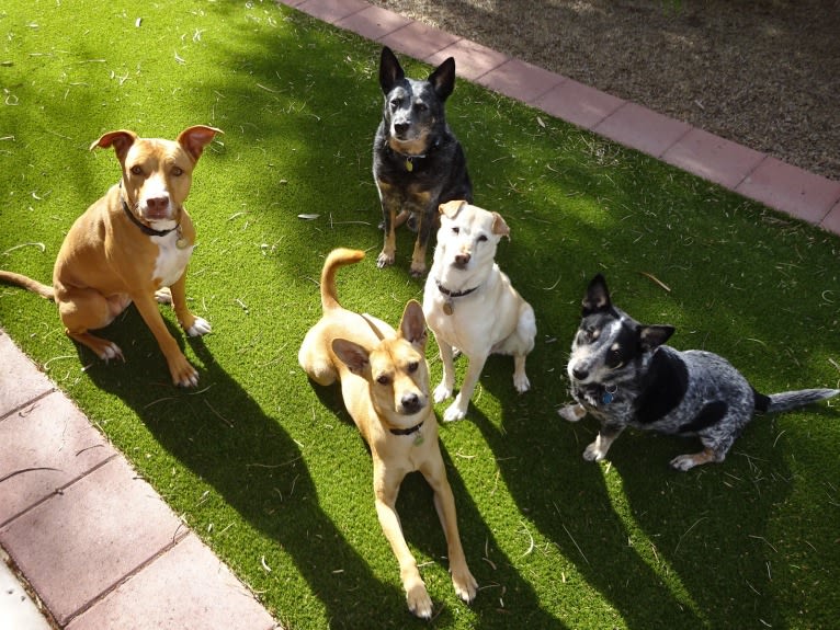 Doc, a Chihuahua and American Pit Bull Terrier mix tested with EmbarkVet.com