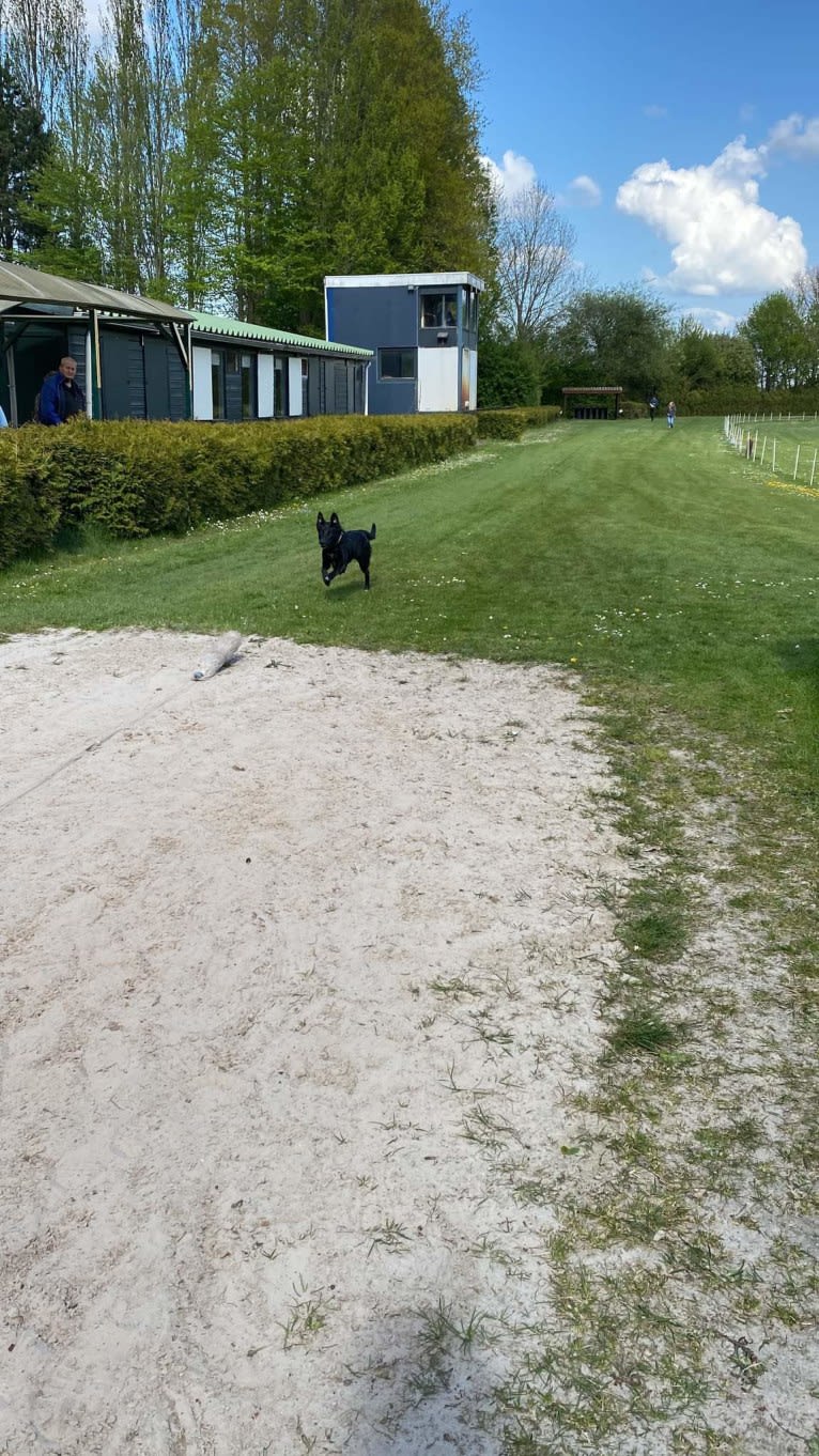 Yuri, a Border Collie and Dutch Shepherd mix tested with EmbarkVet.com