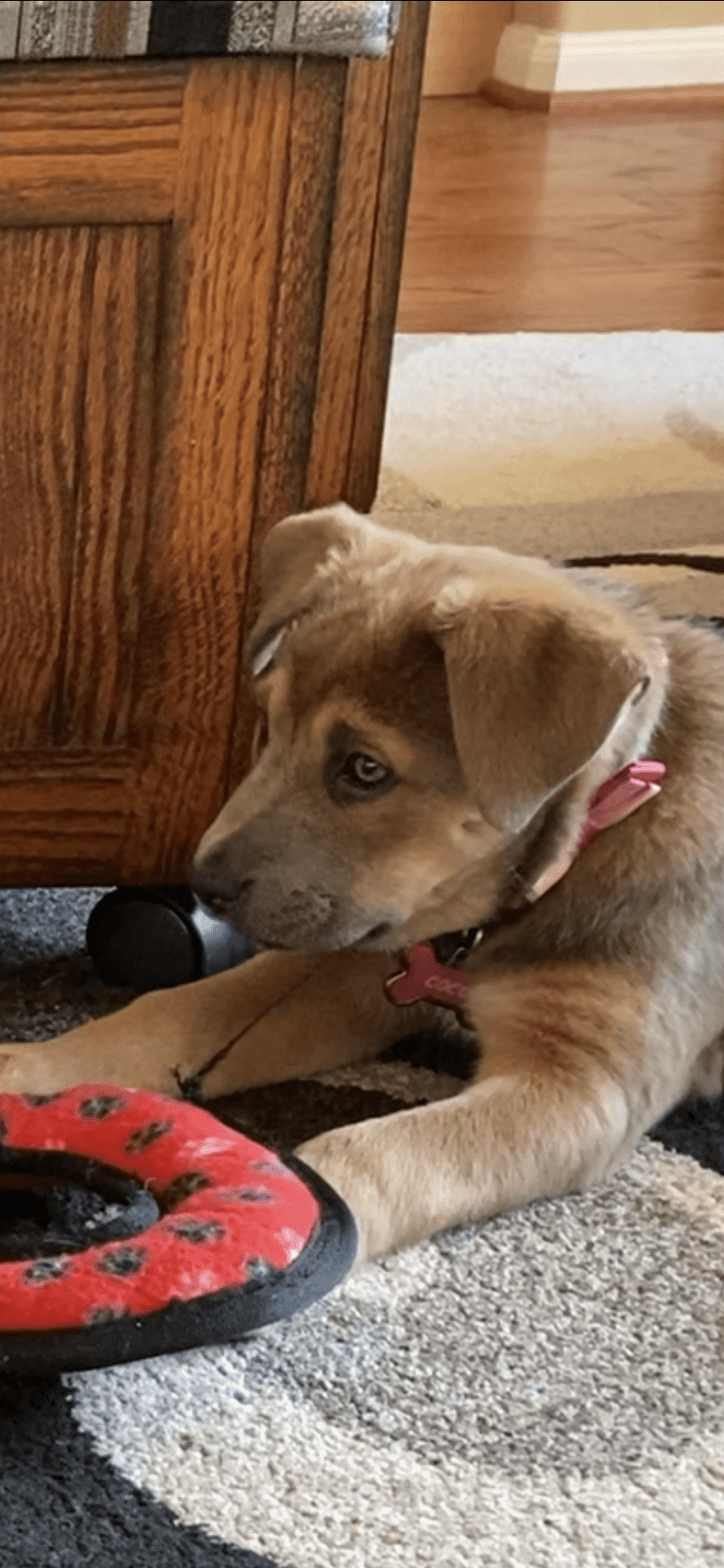 Coco, a German Shepherd Dog and Boxer mix tested with EmbarkVet.com