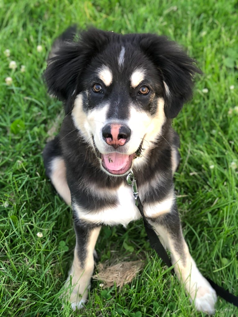 Hodor, a Tibetan Mastiff and German Shepherd Dog mix tested with EmbarkVet.com