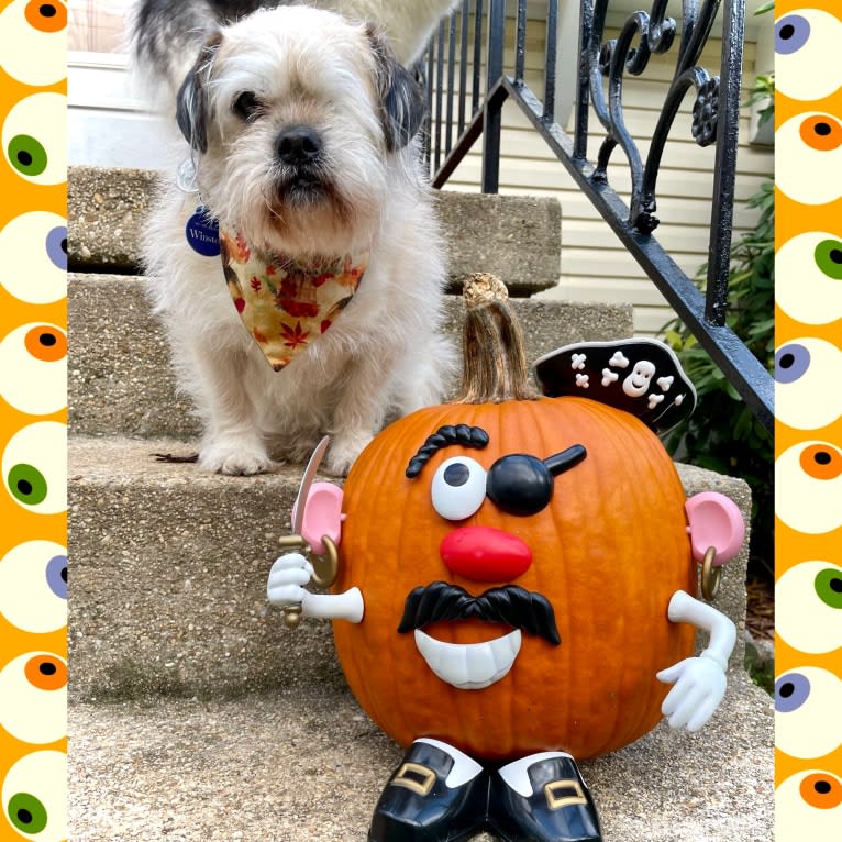 Winston, a Pugapoo tested with EmbarkVet.com
