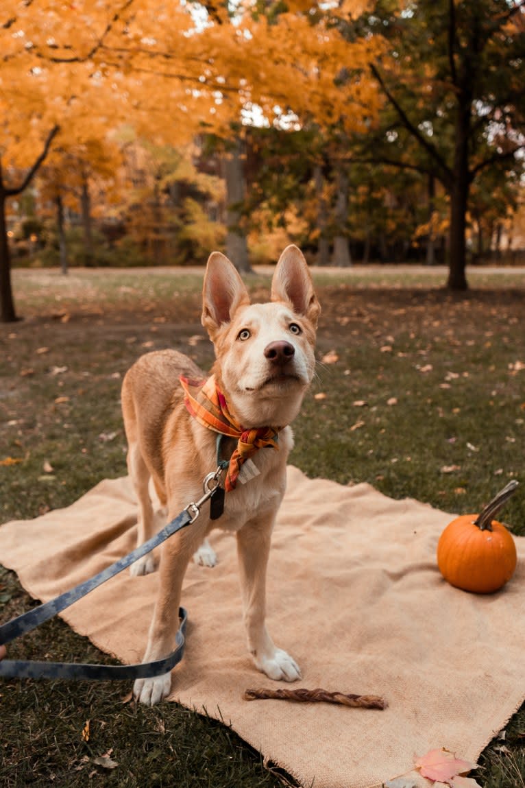 Aalo, a German Shepherd Dog and Siberian Husky mix tested with EmbarkVet.com