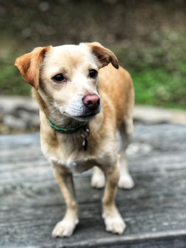 Buster AKA Busty, a Chihuahua and Russell-type Terrier mix tested with EmbarkVet.com