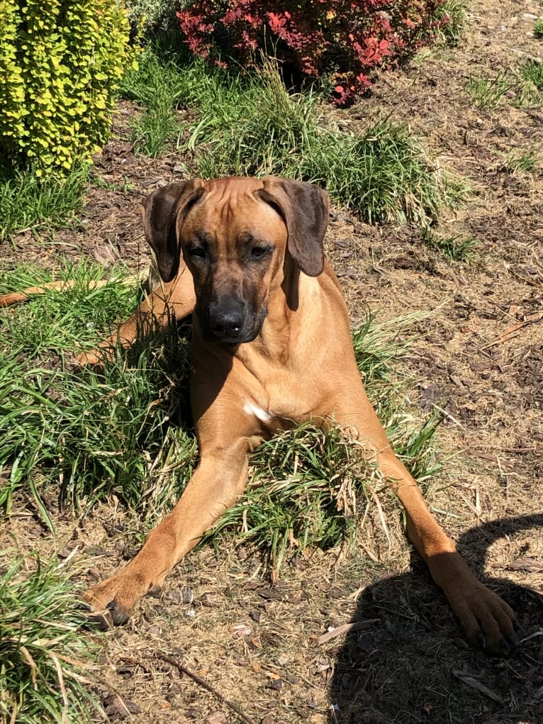 Diesel, a Rhodesian Ridgeback tested with EmbarkVet.com