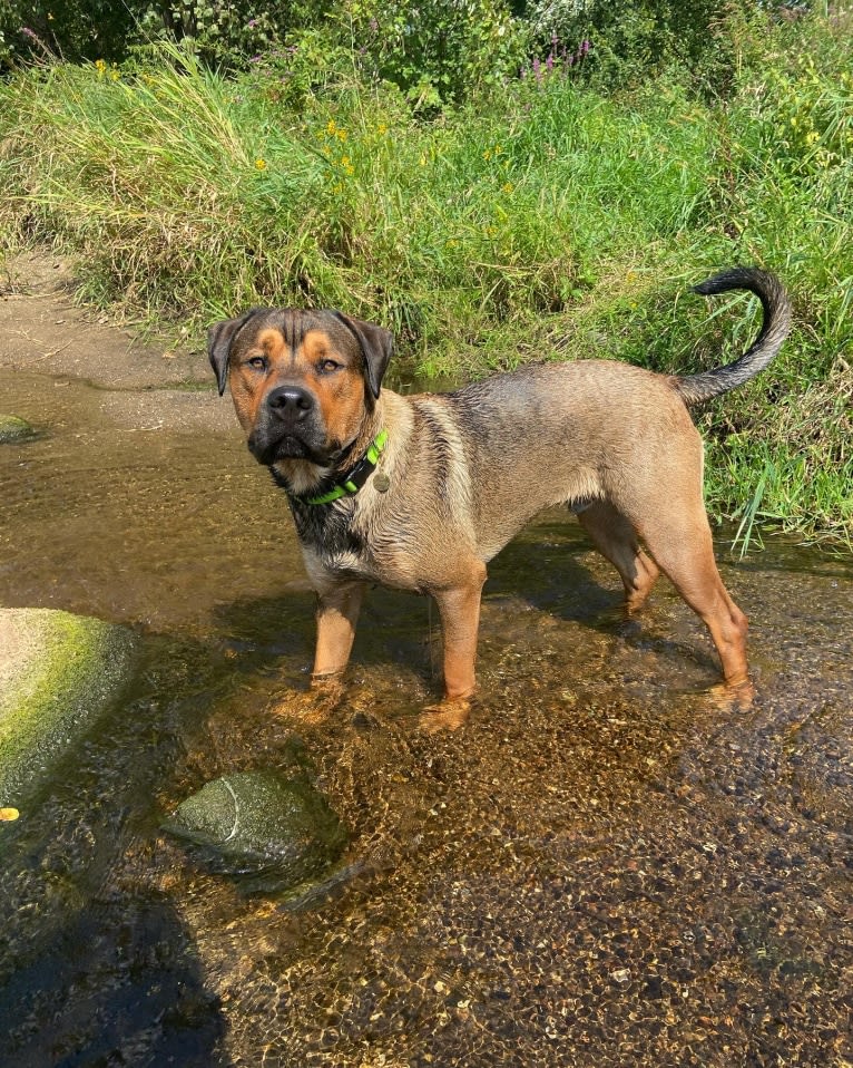 Lenny, a Rottweiler and American Pit Bull Terrier mix tested with EmbarkVet.com