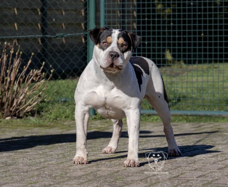 Roan, an American Bully tested with EmbarkVet.com