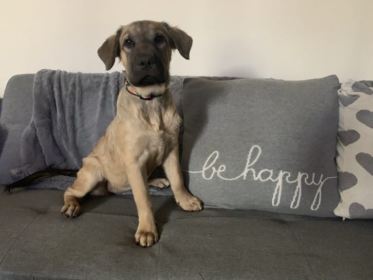 Valerie, an American Bulldog and Chinese Shar-Pei mix tested with EmbarkVet.com