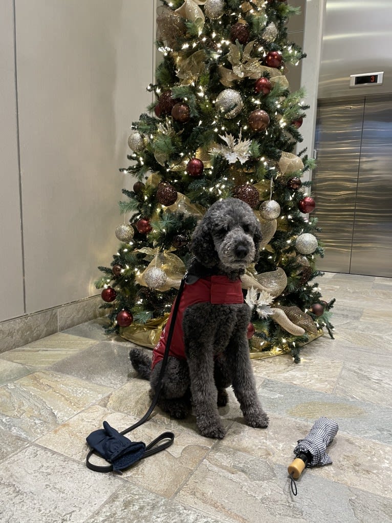 Leo, a Poodle (Standard) tested with EmbarkVet.com