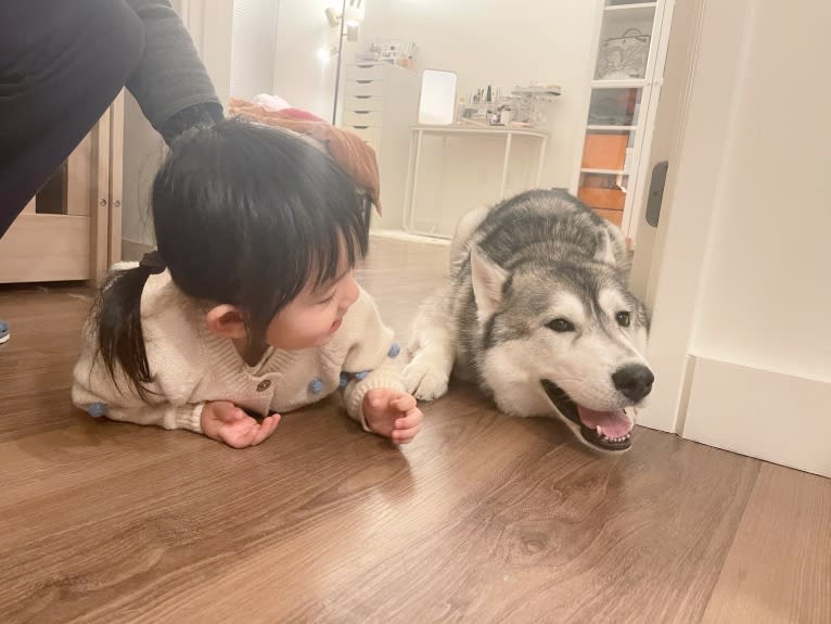 Timber, a Siberian Husky tested with EmbarkVet.com