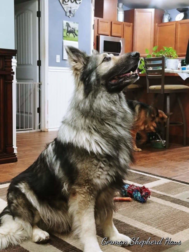 Steel cross clearance german shepherd