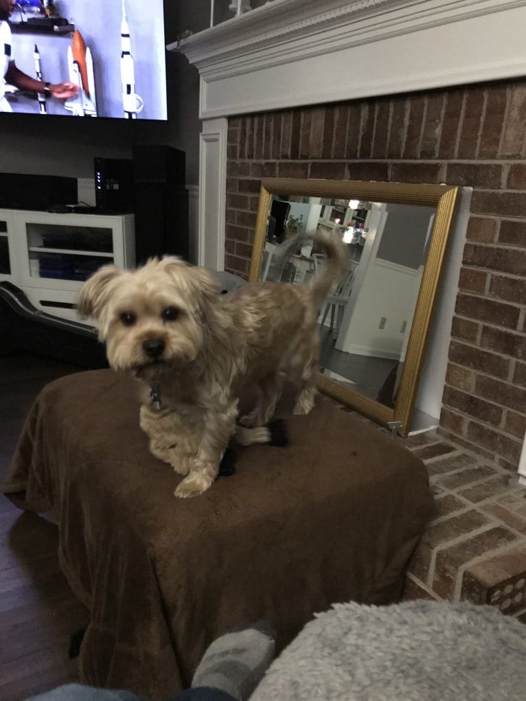 Lucky, a Yorkshire Terrier and Shih Tzu mix tested with EmbarkVet.com