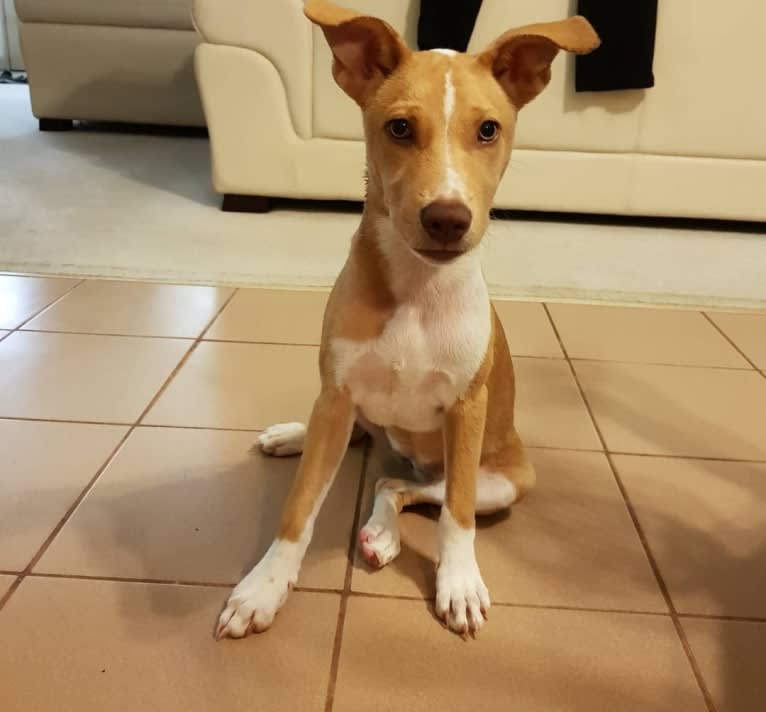 Hazel, a Melanesian Village Dog tested with EmbarkVet.com