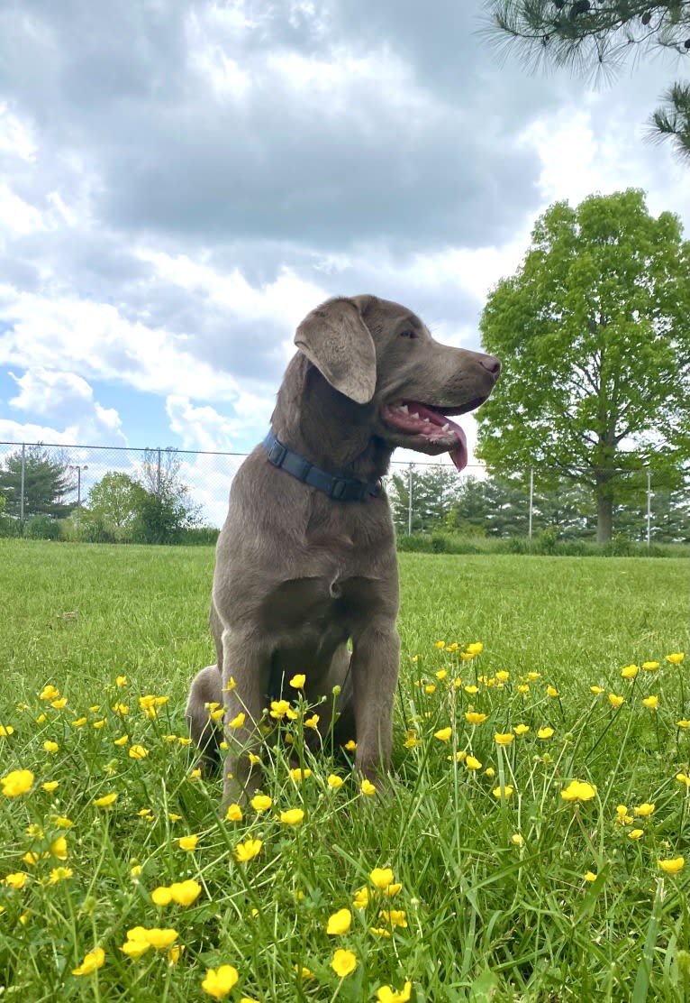 Uncanny Silver Havok, a Labrador Retriever tested with EmbarkVet.com