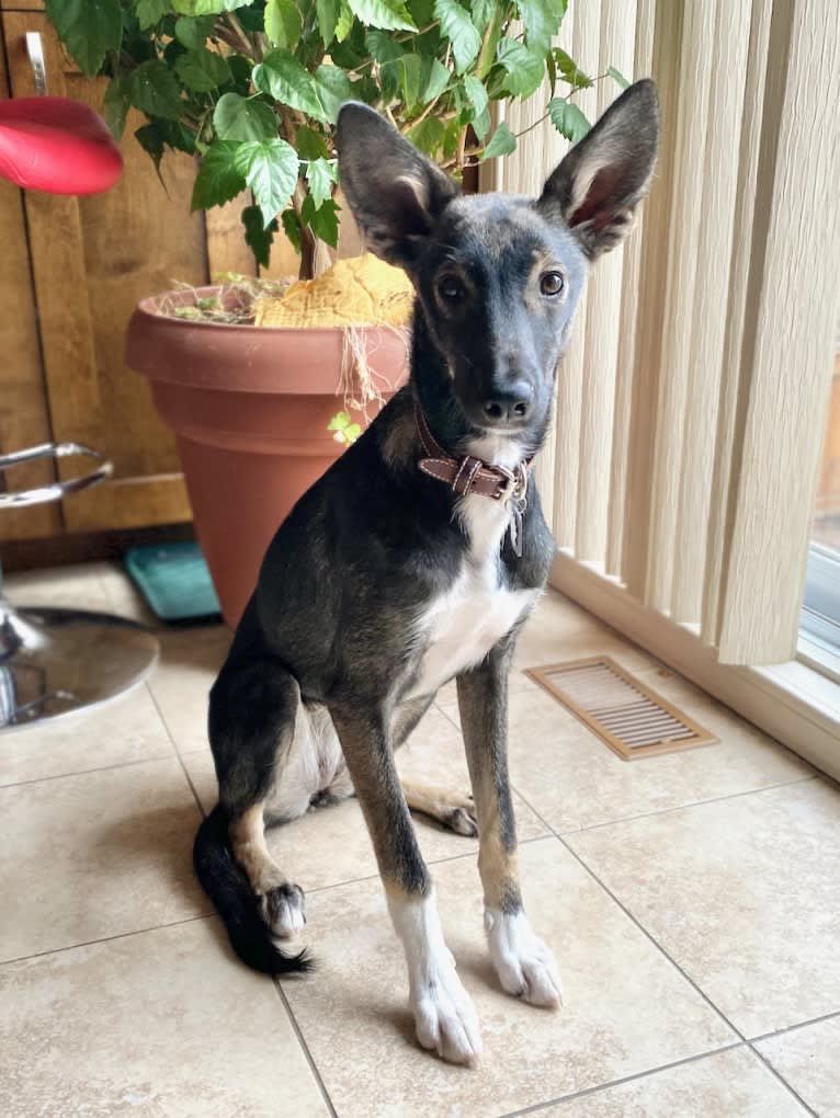 Noukie, an Alaskan-type Husky tested with EmbarkVet.com