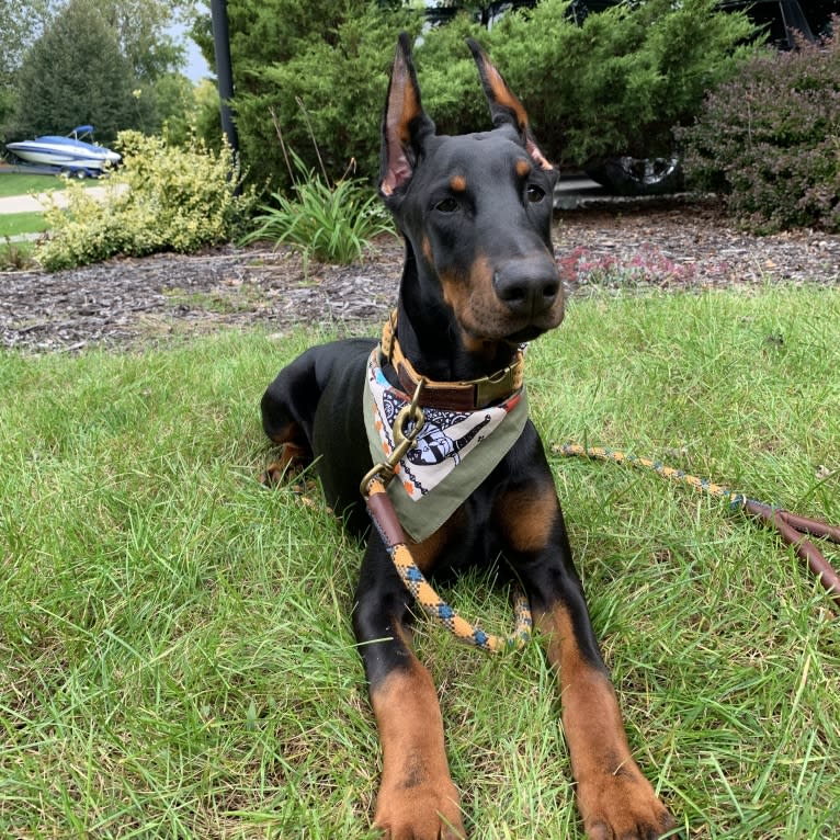 South Paw’s Nhaga, a Doberman Pinscher tested with EmbarkVet.com