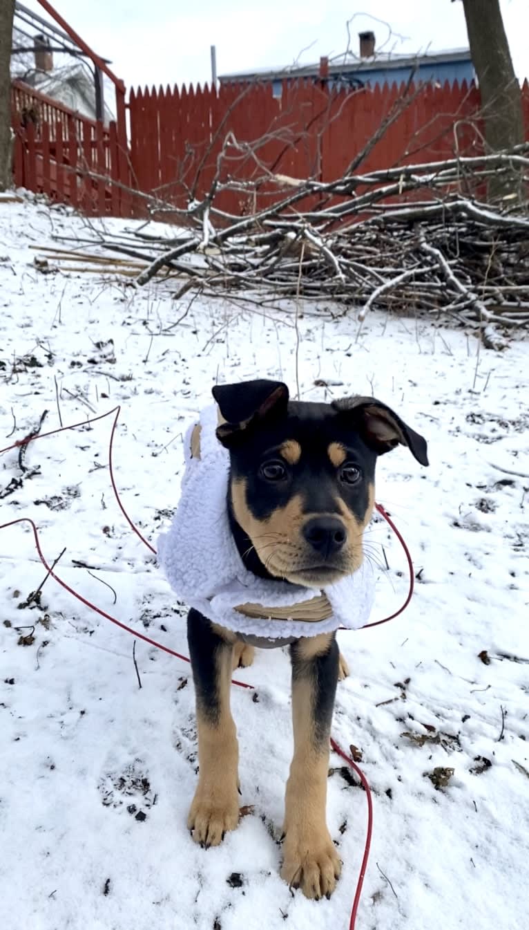 Ace, an American Pit Bull Terrier and Mountain Cur mix tested with EmbarkVet.com