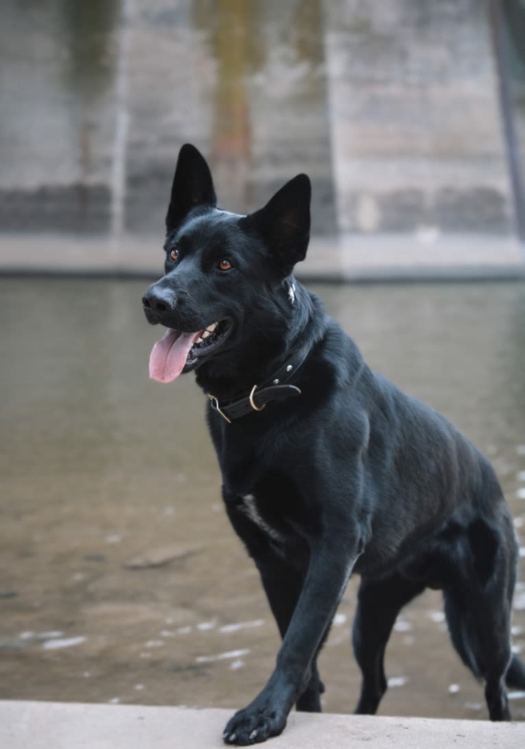 Harley, a German Shepherd Dog and Australian Shepherd mix tested with EmbarkVet.com