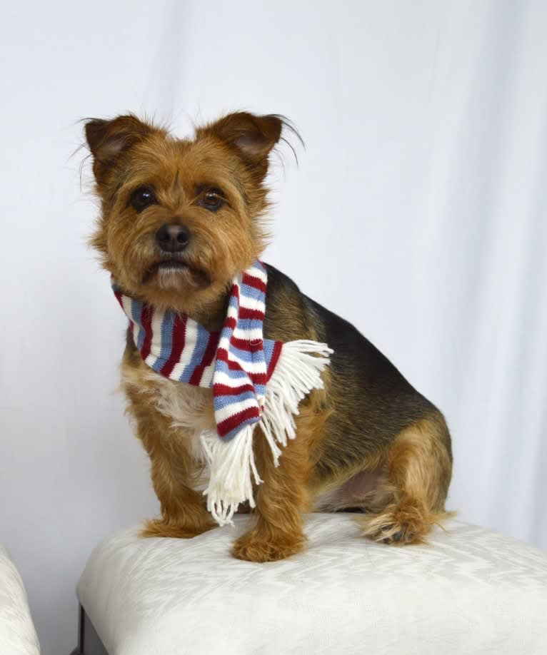 Charlie, a Yorkshire Terrier and Chihuahua mix tested with EmbarkVet.com