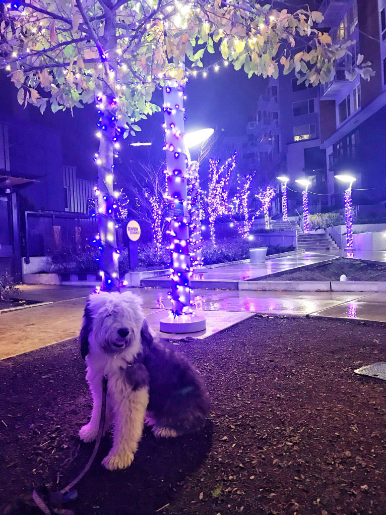 Winston, an Old English Sheepdog tested with EmbarkVet.com