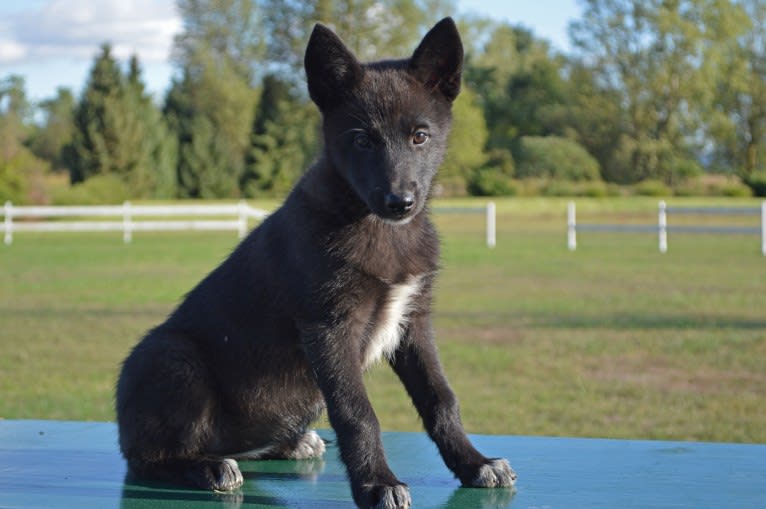 Zena, a Siberian Husky and German Shepherd Dog mix tested with EmbarkVet.com