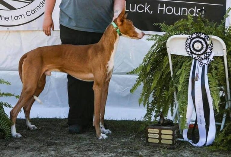 Dean, an Ibizan Hound tested with EmbarkVet.com