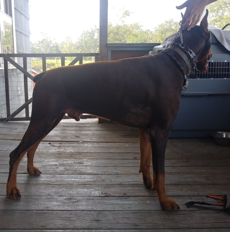 Canelo, a Doberman Pinscher tested with EmbarkVet.com