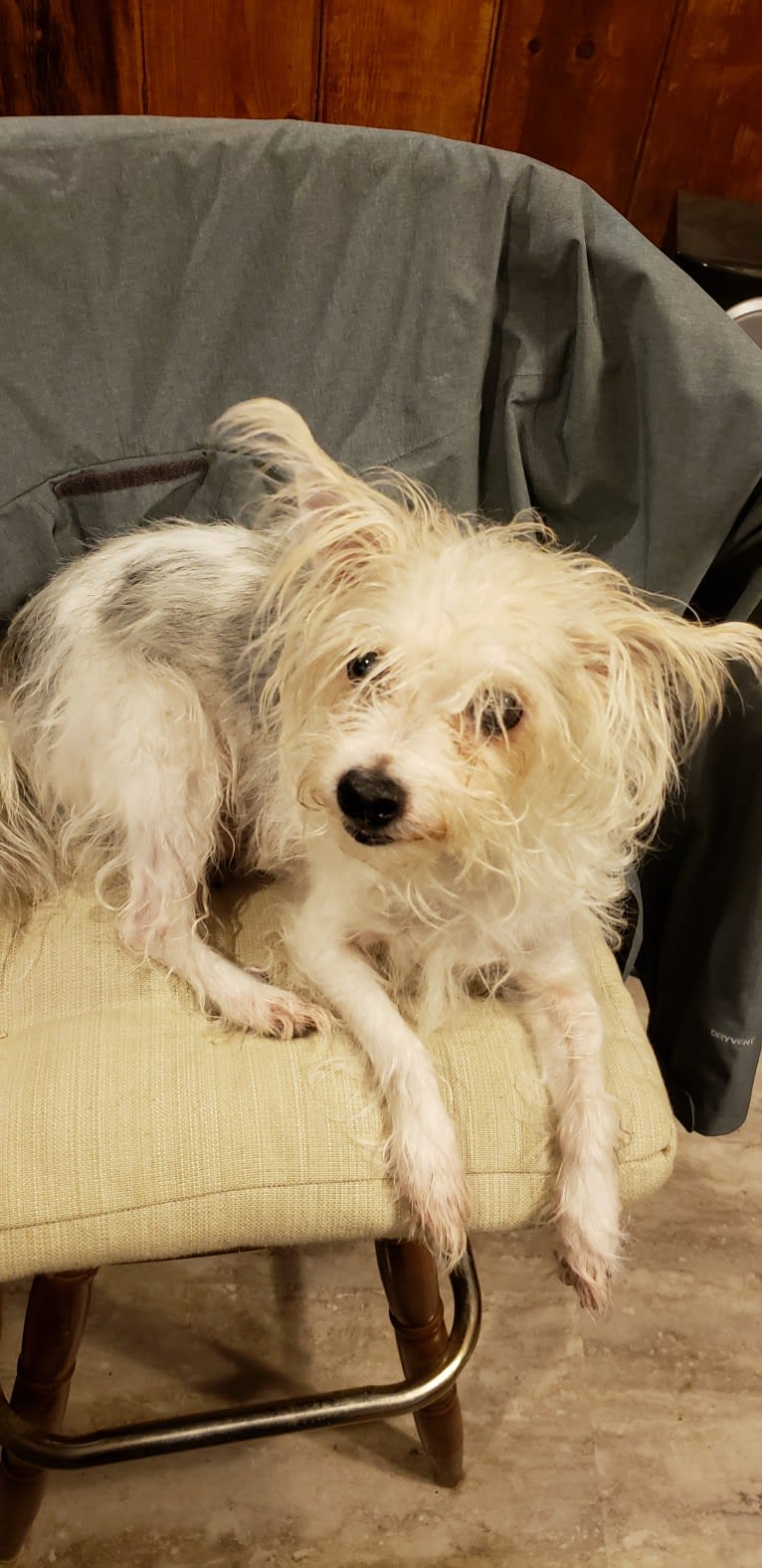 Sam, a Maltese and Rat Terrier mix tested with EmbarkVet.com