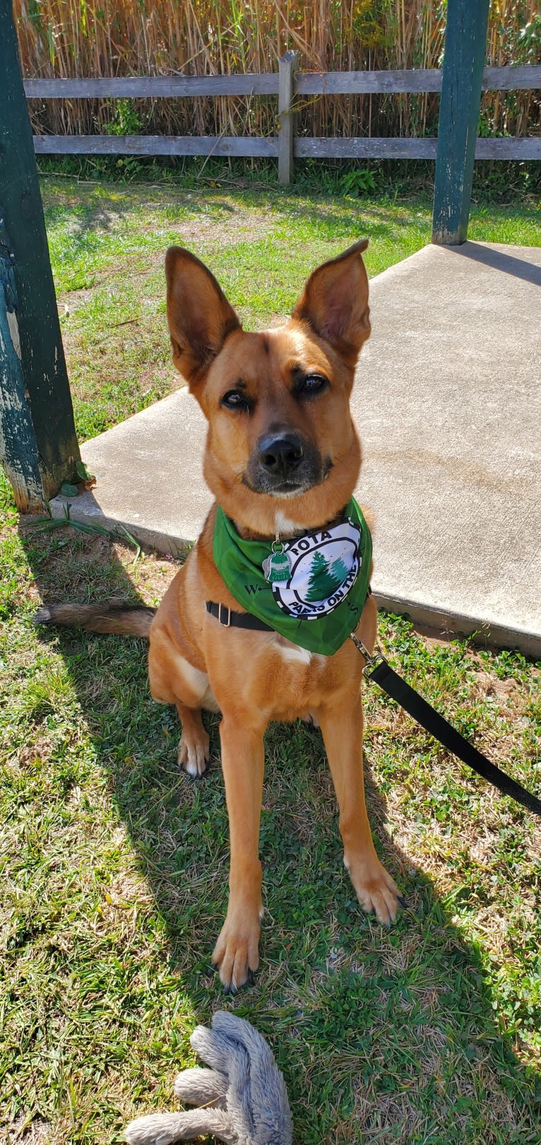 Max, a German Shepherd Dog and Rat Terrier mix tested with EmbarkVet.com