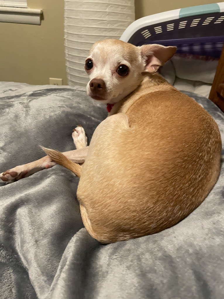 Bambi, a Chihuahua and Poodle (Small) mix tested with EmbarkVet.com