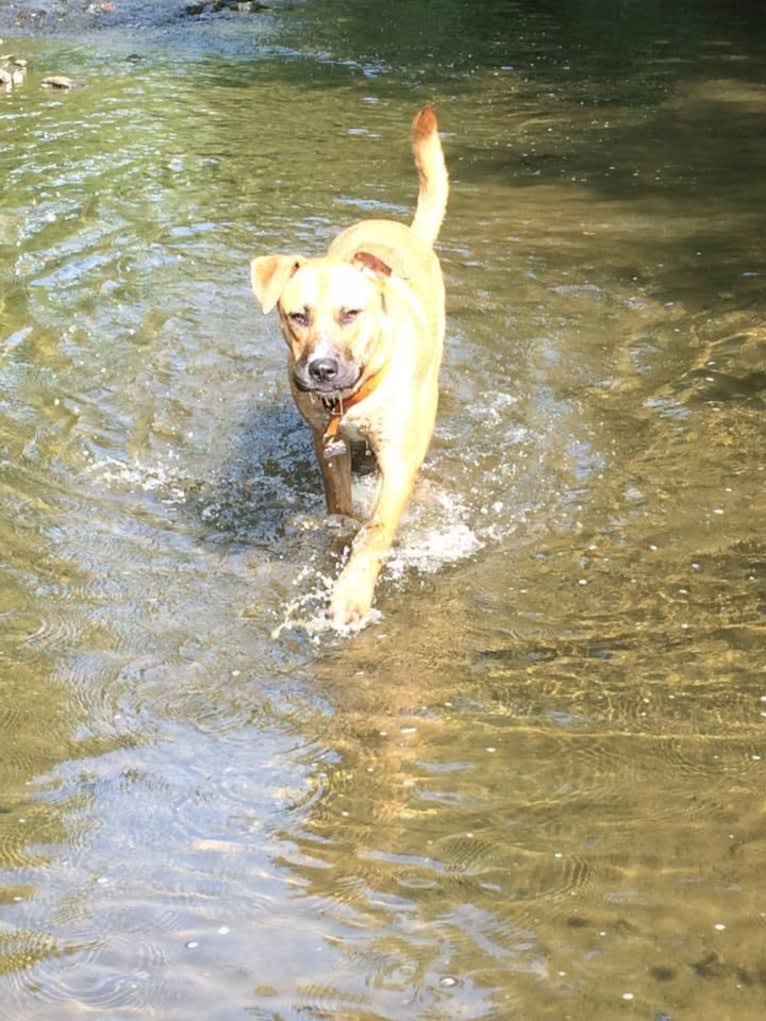 Chubs, an American Bulldog and Siberian Husky mix tested with EmbarkVet.com