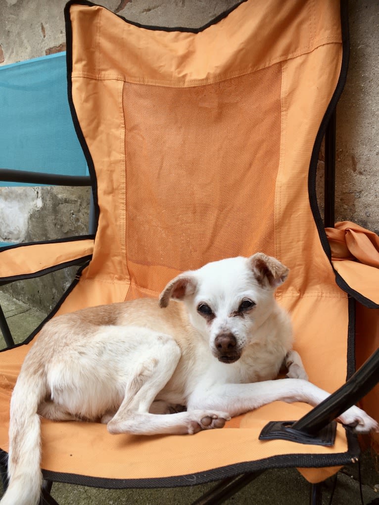 Blip, a Chihuahua and Cocker Spaniel mix tested with EmbarkVet.com