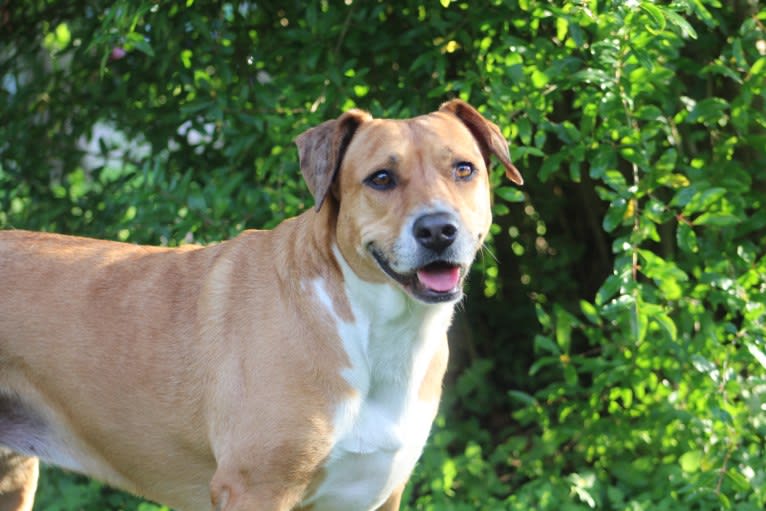 Roxie, an American Pit Bull Terrier and Australian Shepherd mix tested with EmbarkVet.com