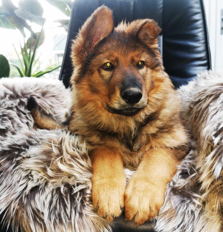 Yoko, a German Shepherd Dog tested with EmbarkVet.com