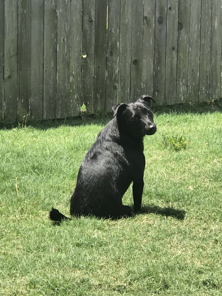 Kota, a Chow Chow and Chihuahua mix tested with EmbarkVet.com