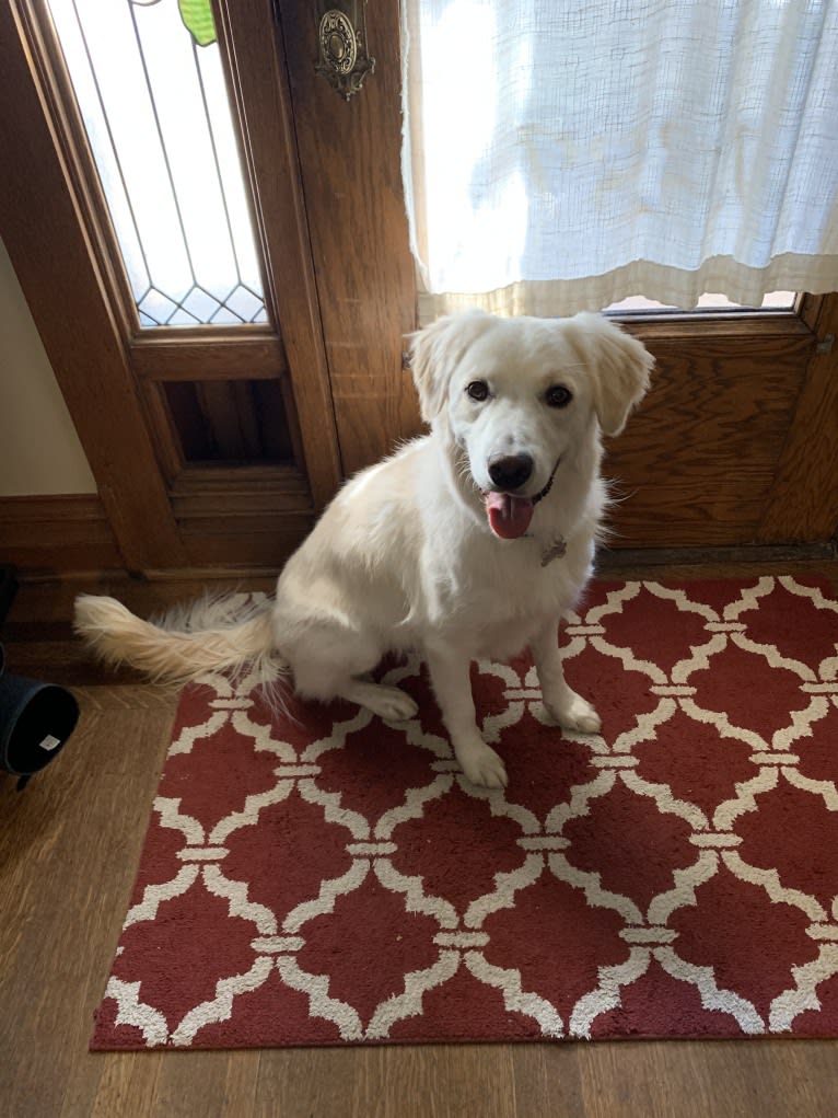 Falkor, an Australian Shepherd and Border Collie mix tested with EmbarkVet.com