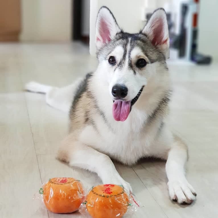 Xena, a Pomsky tested with EmbarkVet.com