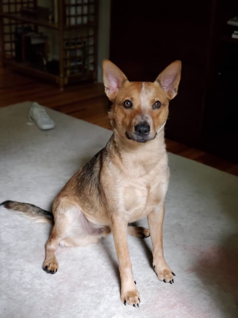 Melvin, an Australian Cattle Dog tested with EmbarkVet.com