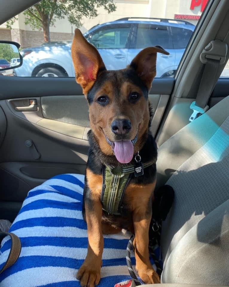 Tommy, an Australian Cattle Dog and German Shepherd Dog mix tested with EmbarkVet.com