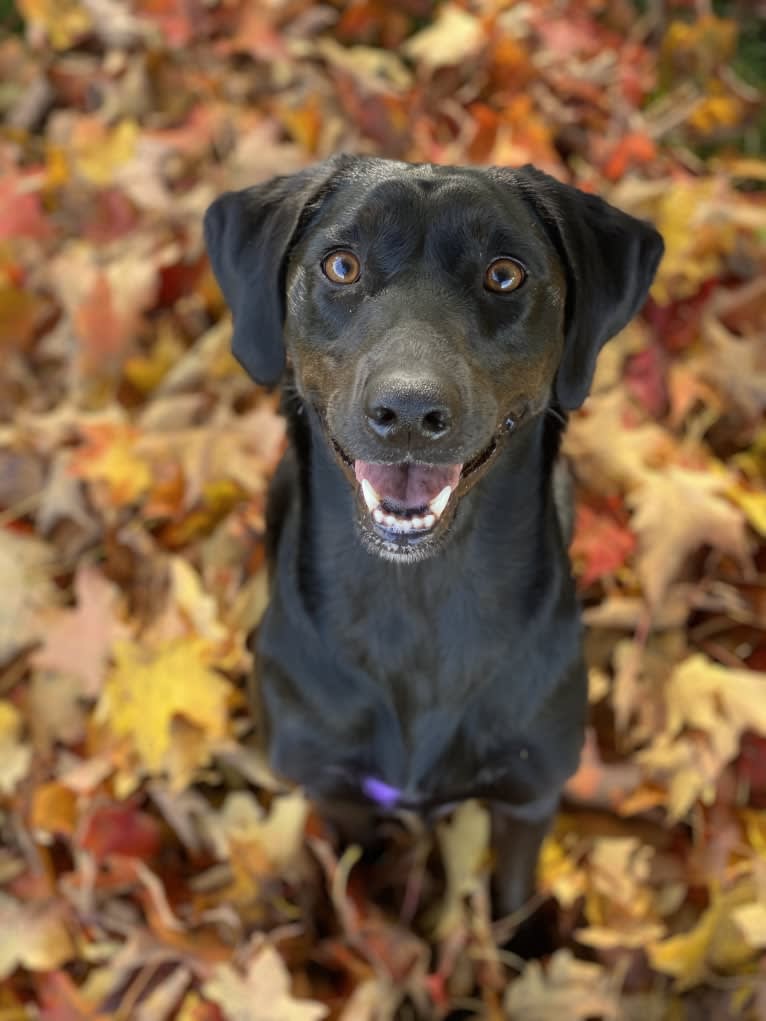 Curiosity Blue, a Labrador Retriever and Australian Shepherd mix tested with EmbarkVet.com