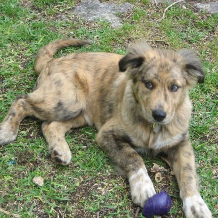 Tyler, a Chow Chow and American Pit Bull Terrier mix tested with EmbarkVet.com