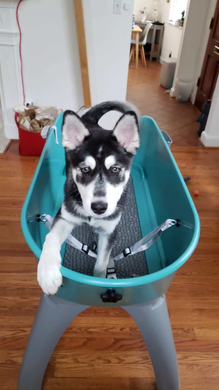 Rocket, a Siberian Husky and Alaskan Malamute mix tested with EmbarkVet.com