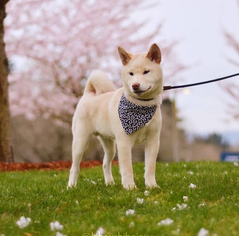 Kibou, a Shiba Inu tested with EmbarkVet.com