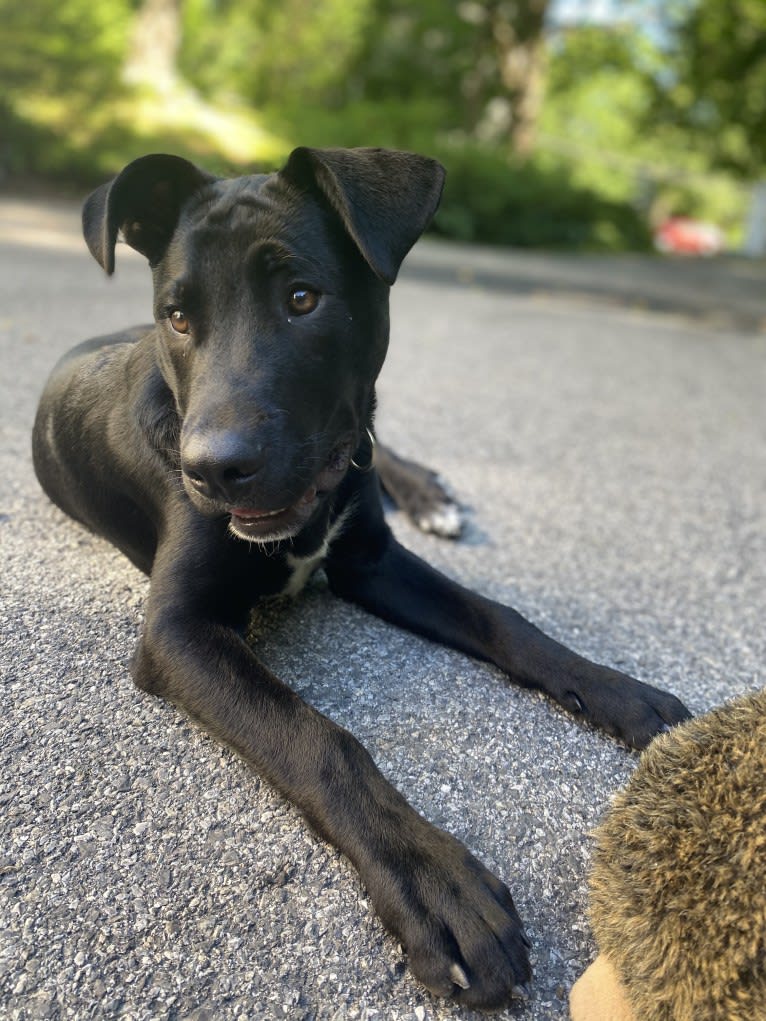 Mooshie, an American Pit Bull Terrier and German Shepherd Dog mix tested with EmbarkVet.com